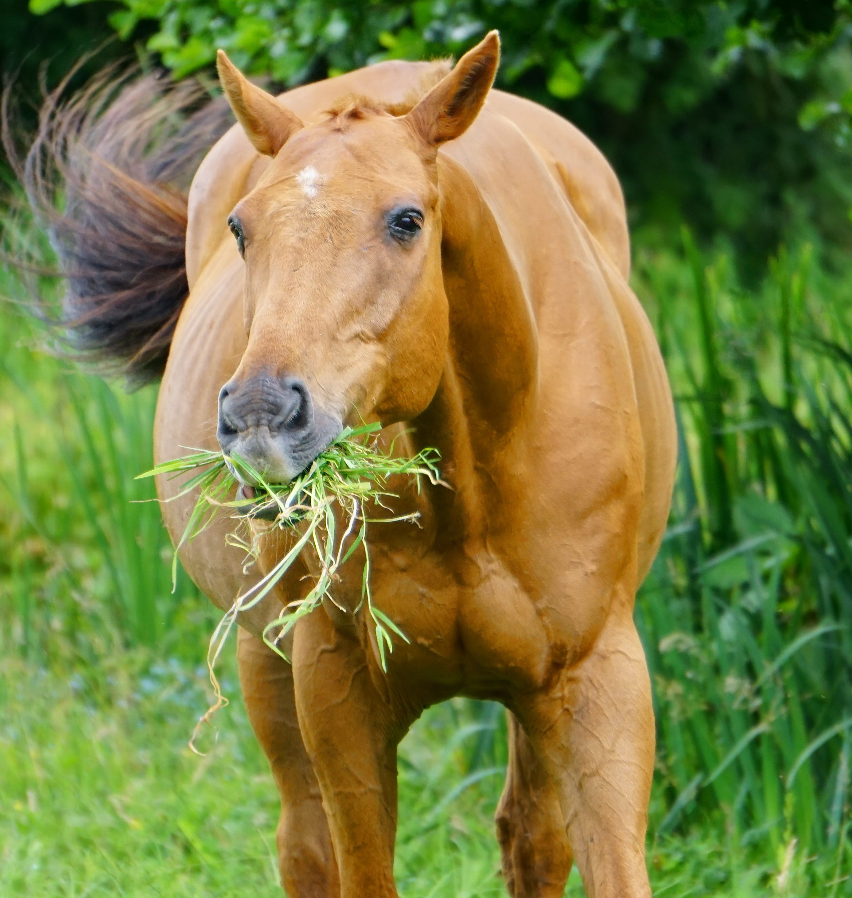 eating grass